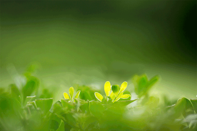 春天花正開,春敏快走開! 春天花正開,春敏快走開!
